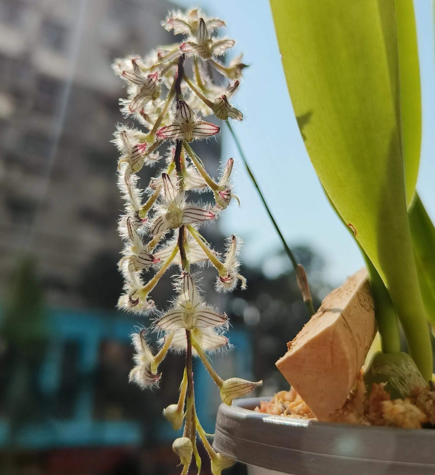 Bulbophyllum lindleyanum is a small, epiphytic orchid species native to Myanmar, Thailand, and India. This species is admired for its delicate, clustered flowers and is well-suited for cultivation in controlled environments such as greenhouses or terrariums.