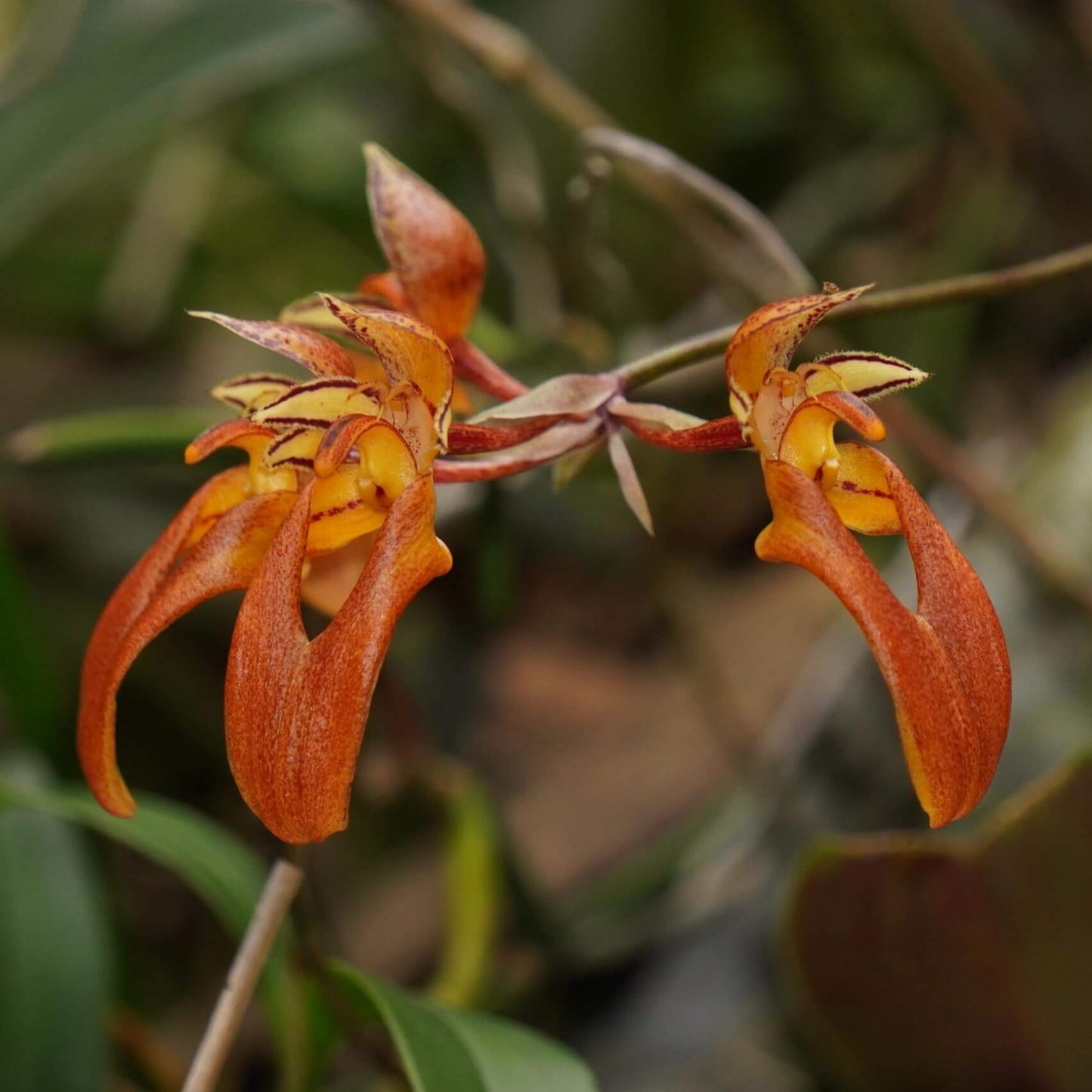 Bulbophyllum longibrachiatum is a species of orchid in the genus Bulbophyllum, belonging to the section Cirrhopetalum. It is native to southeastern China and Vietnam, growing at elevations of 540–1,600 meters above sea level.