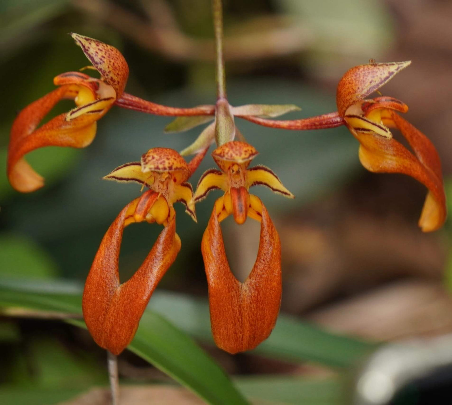 Bulbophyllum longibrachiatum is a species of orchid in the genus Bulbophyllum, belonging to the section Cirrhopetalum. It is native to southeastern China and Vietnam, growing at elevations of 540–1,600 meters above sea level.