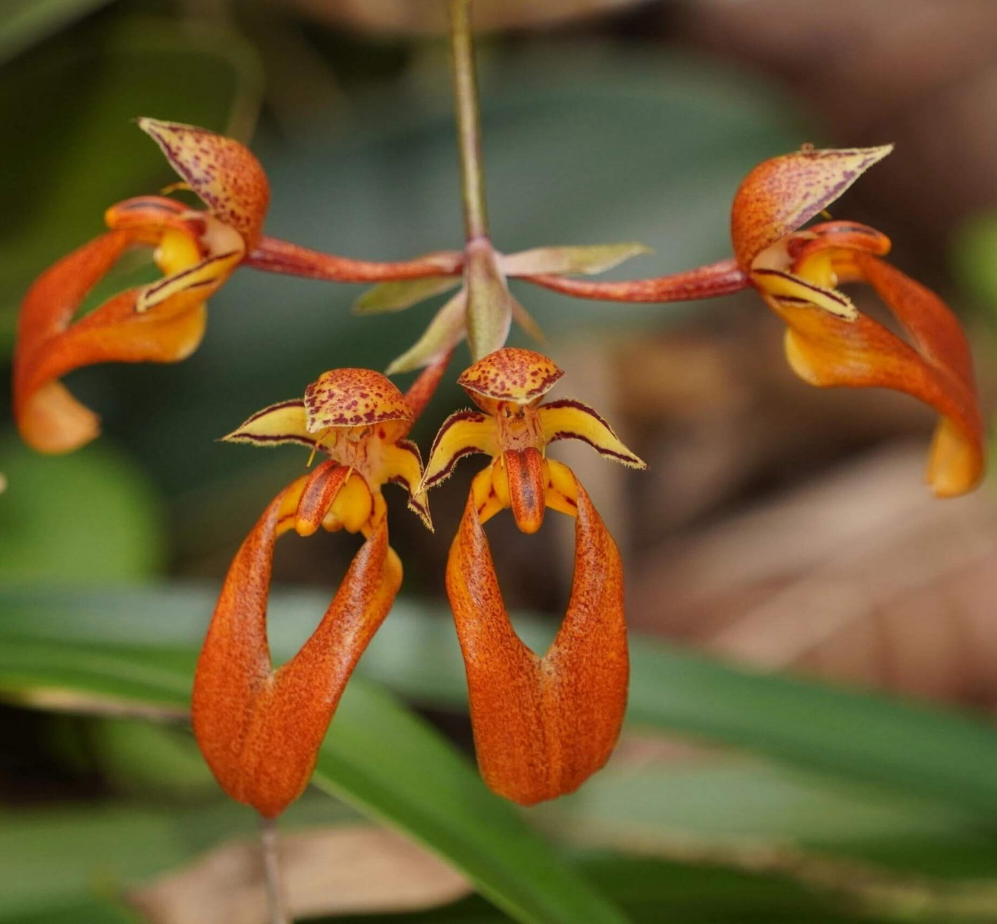 Bulbophyllum longibrachiatum is a species of orchid in the genus Bulbophyllum, belonging to the section Cirrhopetalum. It is native to southeastern China and Vietnam, growing at elevations of 540–1,600 meters above sea level.