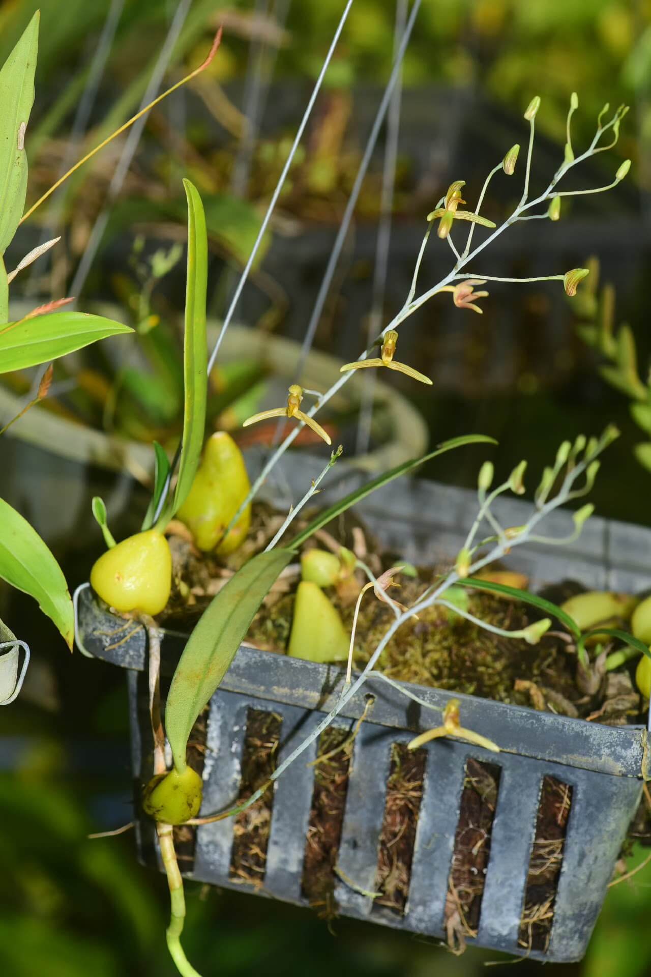Bulbophyllum longipes is a rare and intriguing orchid species native to the tropical forests of Myanmar and Thailand. As a pseudobulbous epiphyte, it thrives in humid, shaded environments, making it a fascinating addition to specialized orchid collections.