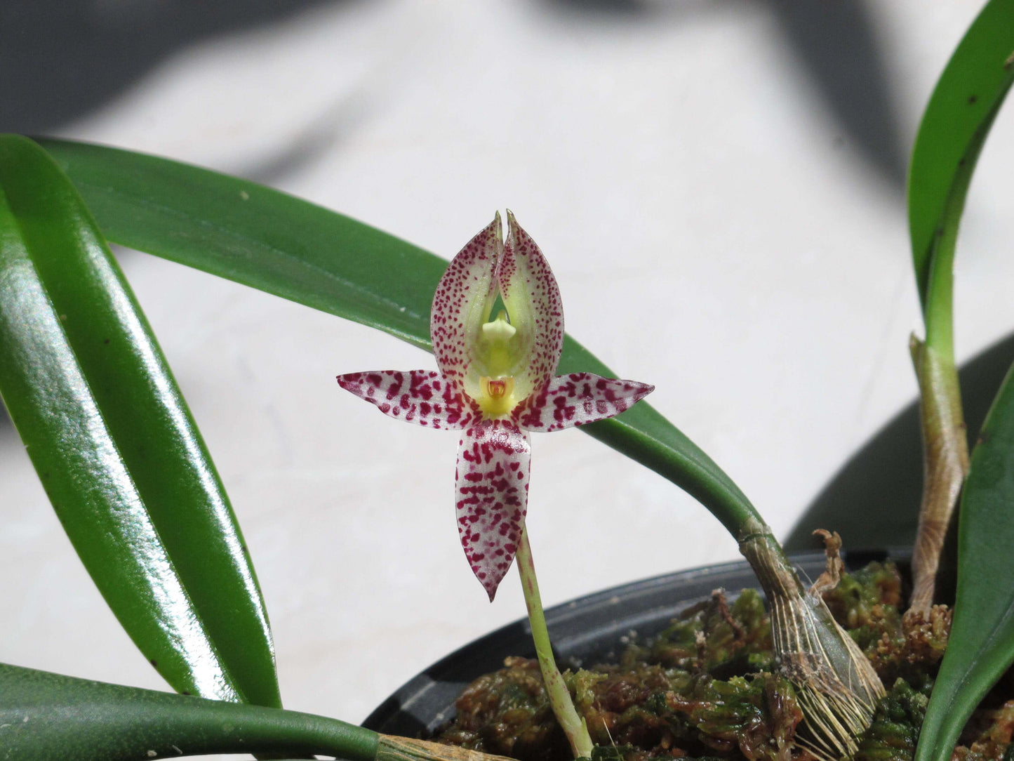 Bulbophyllum macranthum is an epiphytic orchid native to Southeast Asia. This species is recognized for its distinctive flowers, which are non-resupinate (not twisted) and feature a prominent lip at the top, differing from the typical orientation of most orchids.