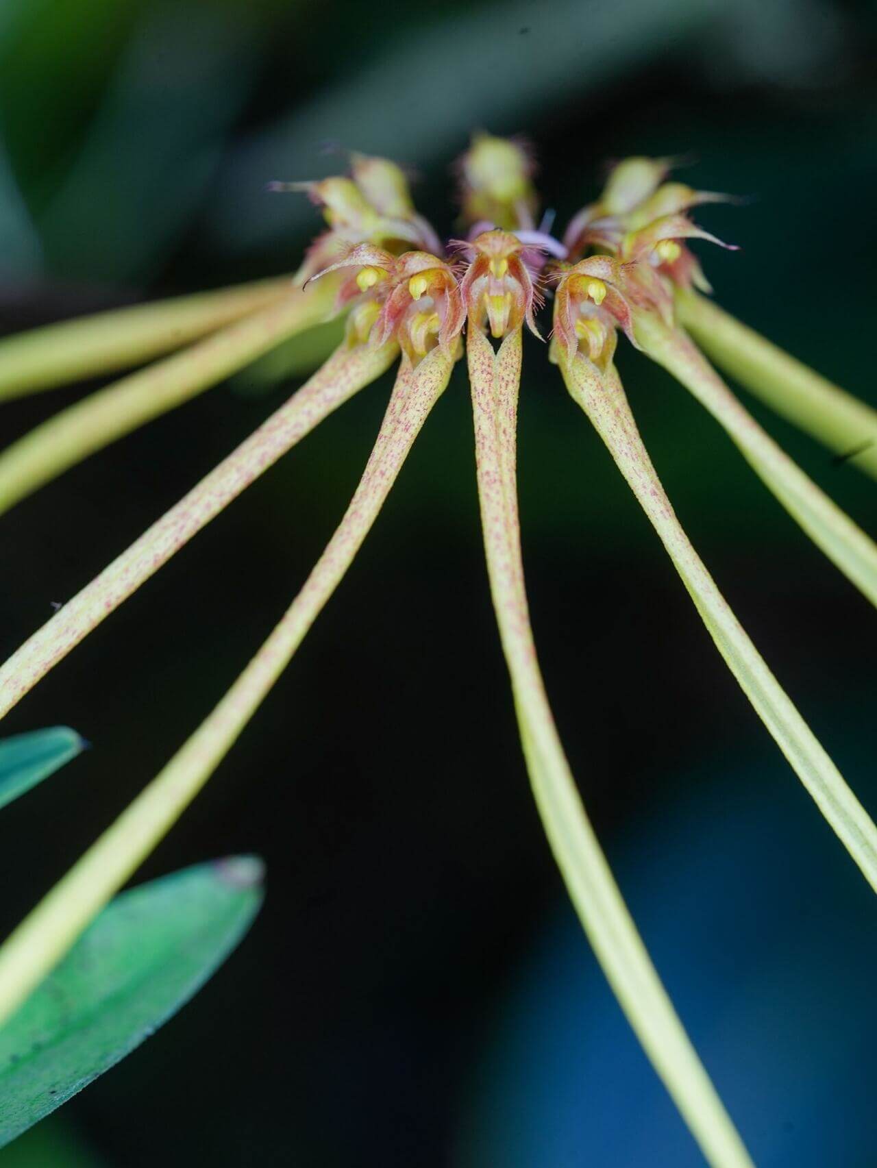 Bulbophyllum makoyanum (synonym Cirrhopetalum makoyanum) is an epiphytic orchid native to Southeast Asia — specifically Malaysia, Singapore, Borneo, and the Philippines. It occurs in lowland forests and can be found at elevations up to about 300 meters above sea level.