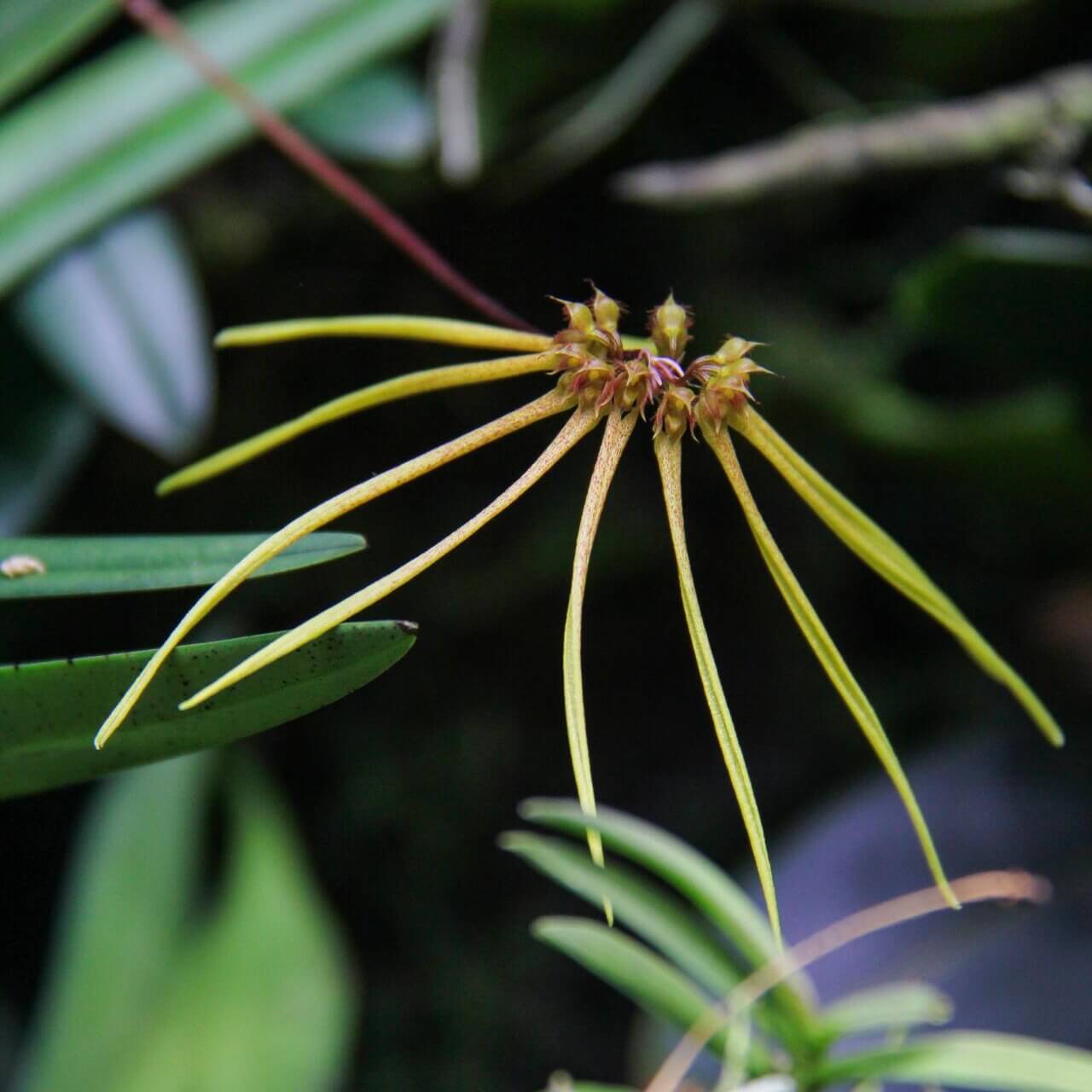 Bulbophyllum makoyanum (synonym Cirrhopetalum makoyanum) is an epiphytic orchid native to Southeast Asia — specifically Malaysia, Singapore, Borneo, and the Philippines. It occurs in lowland forests and can be found at elevations up to about 300 meters above sea level.