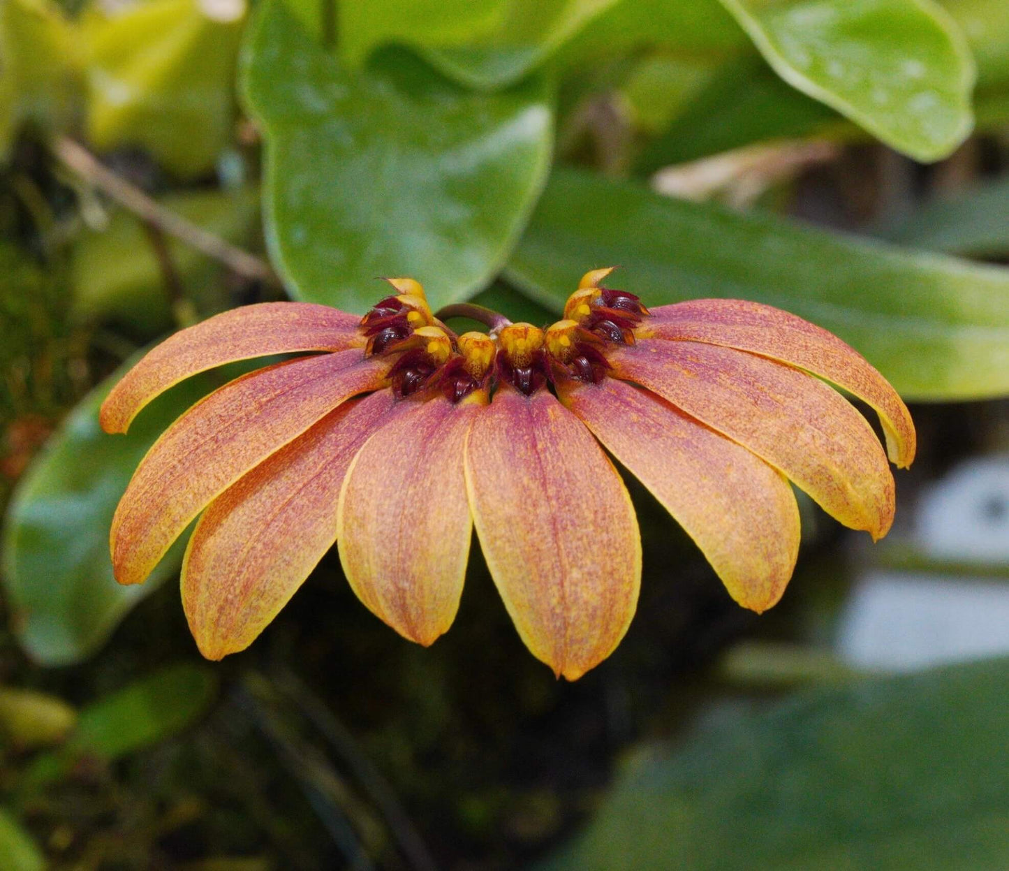 Bulbophyllum mastersianum is a captivating miniature orchid native to the montane forests of Borneo and the Moluccas, thriving at elevations up to approximately 500 meters.