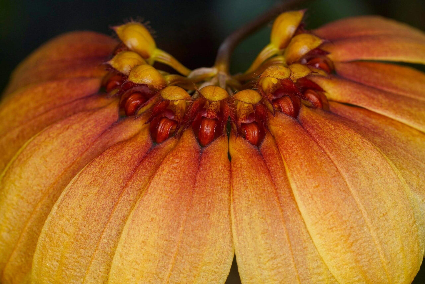 Bulbophyllum mastersianum is a captivating miniature orchid native to the montane forests of Borneo and the Moluccas, thriving at elevations up to approximately 500 meters.