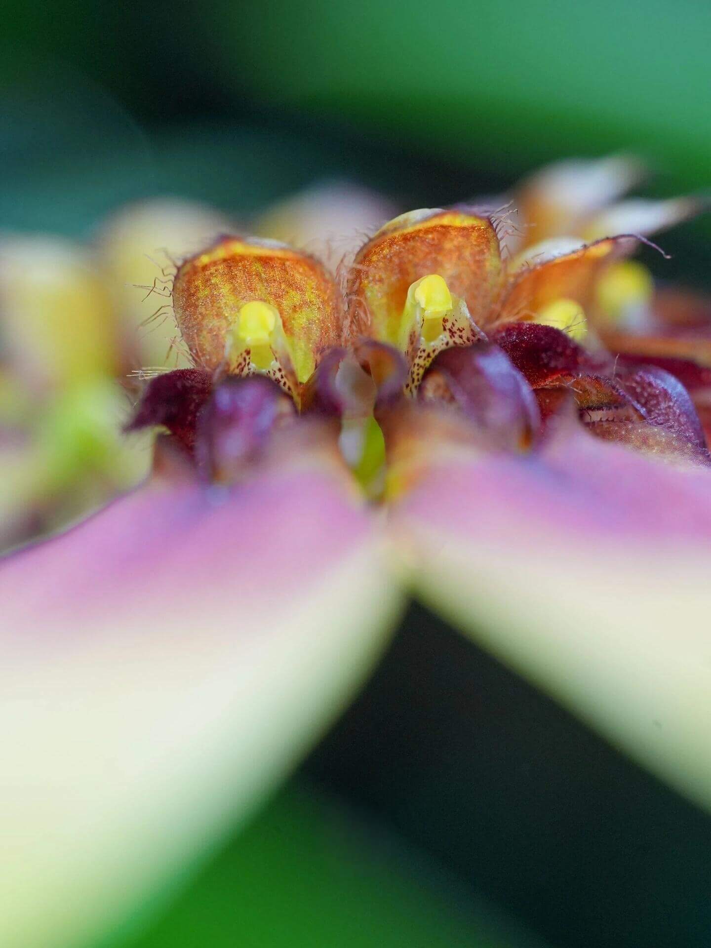 Bulbophyllum mastersianum is a captivating miniature orchid native to the montane forests of Borneo and the Moluccas, thriving at elevations up to approximately 500 meters.
