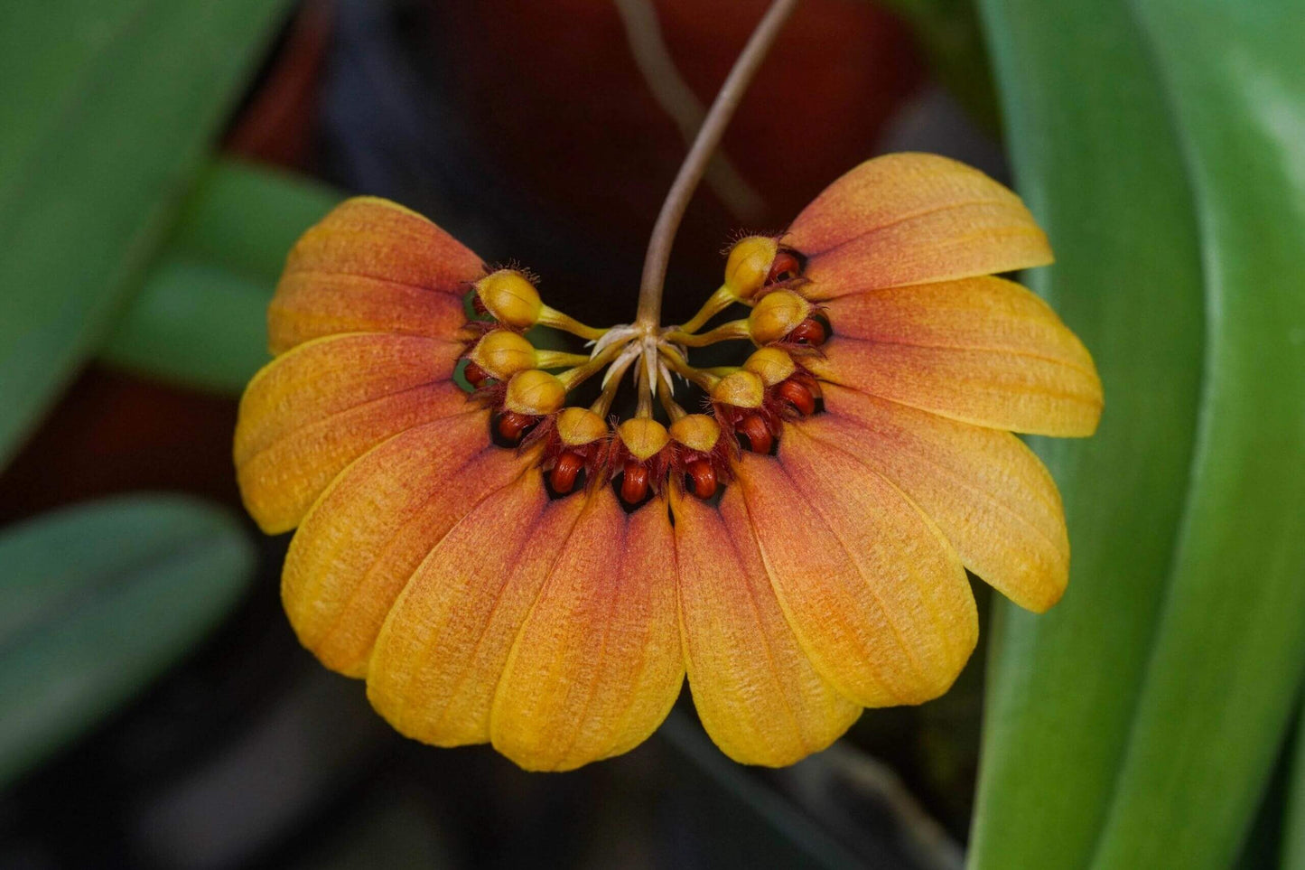 Bulbophyllum mastersianum is a captivating miniature orchid native to the montane forests of Borneo and the Moluccas, thriving at elevations up to approximately 500 meters.