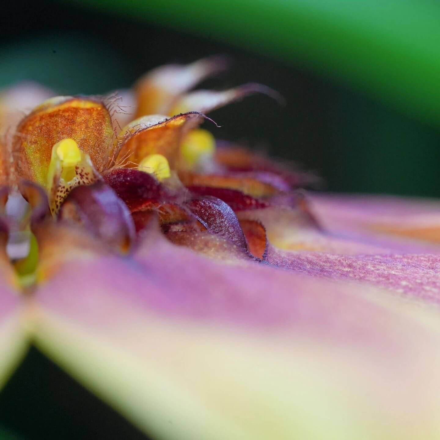 Bulbophyllum mastersianum is a captivating miniature orchid native to the montane forests of Borneo and the Moluccas, thriving at elevations up to approximately 500 meters.