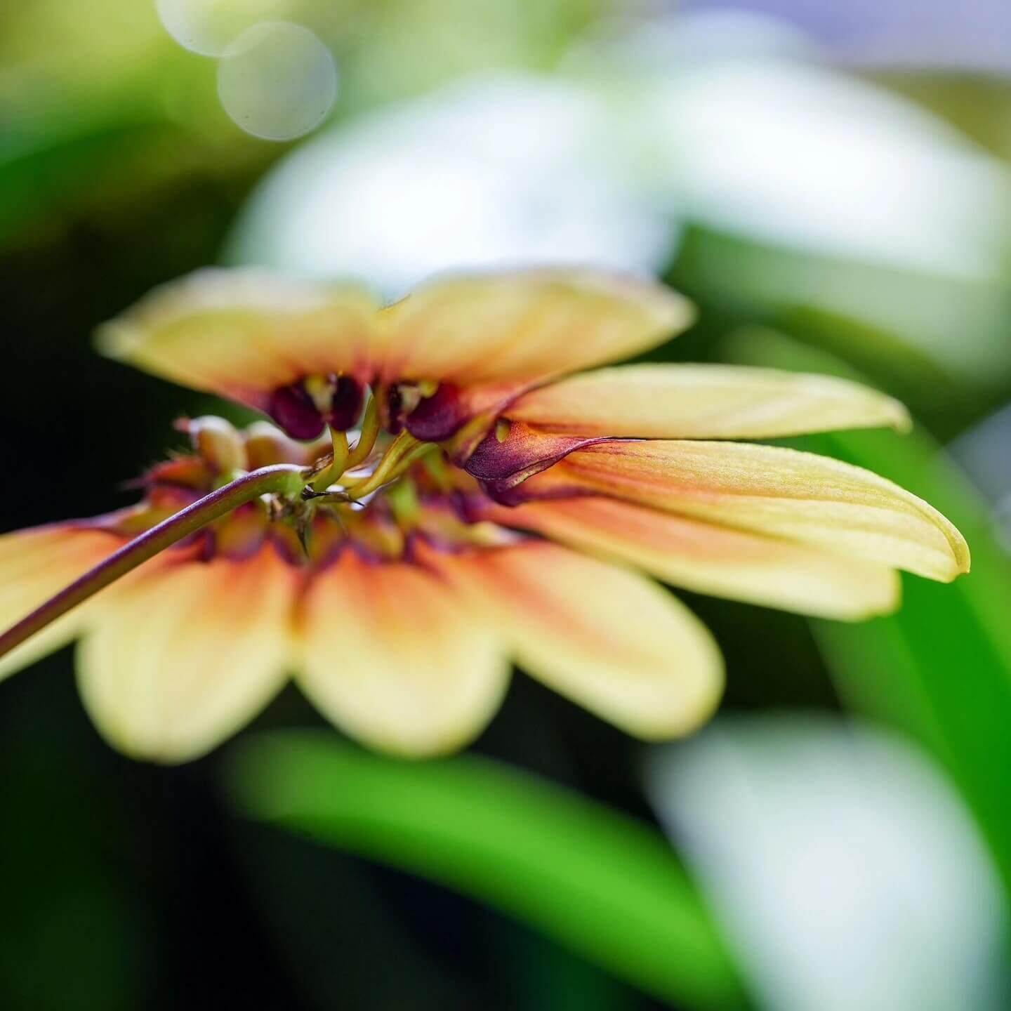 Bulbophyllum mastersianum is a captivating miniature orchid native to the montane forests of Borneo and the Moluccas, thriving at elevations up to approximately 500 meters.