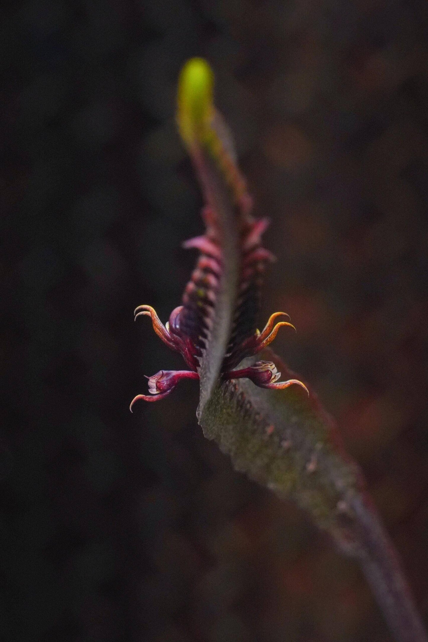 Bulbophyllum maximum is a small “hot-to-warm” growing bifoliate epiphyte (sometimes lithophyte) from tropical Africa, found in open woodlands and riverine forests at 600-2100 m above sea level.