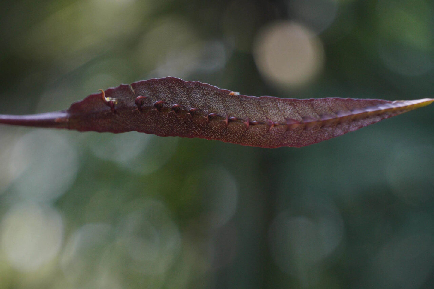 Bulbophyllum maximum is a small “hot-to-warm” growing bifoliate epiphyte (sometimes lithophyte) from tropical Africa, found in open woodlands and riverine forests at 600-2100 m above sea level.