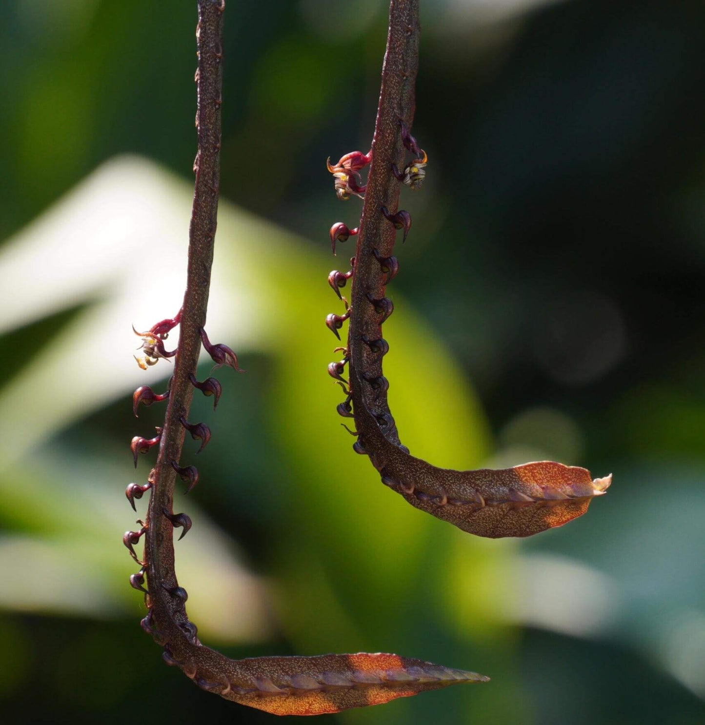 Bulbophyllum maximum is a small “hot-to-warm” growing bifoliate epiphyte (sometimes lithophyte) from tropical Africa, found in open woodlands and riverine forests at 600-2100 m above sea level.