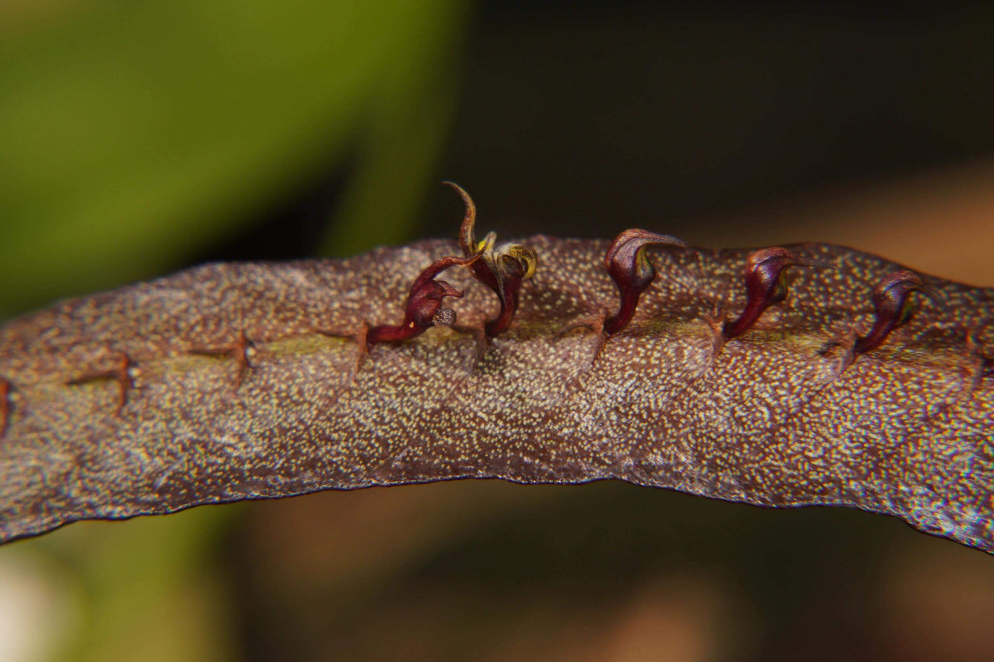 Bulbophyllum maximum is a small “hot-to-warm” growing bifoliate epiphyte (sometimes lithophyte) from tropical Africa, found in open woodlands and riverine forests at 600-2100 m above sea level.