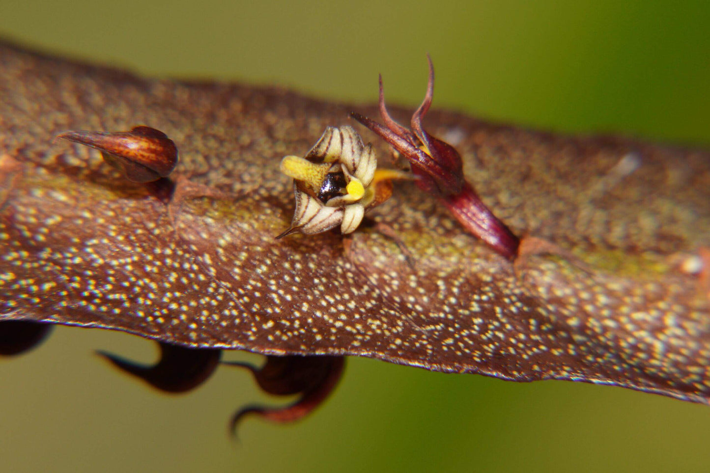 Bulbophyllum maximum is a small “hot-to-warm” growing bifoliate epiphyte (sometimes lithophyte) from tropical Africa, found in open woodlands and riverine forests at 600-2100 m above sea level.