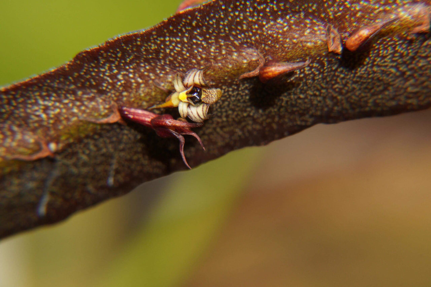 Bulbophyllum maximum is a small “hot-to-warm” growing bifoliate epiphyte (sometimes lithophyte) from tropical Africa, found in open woodlands and riverine forests at 600-2100 m above sea level.