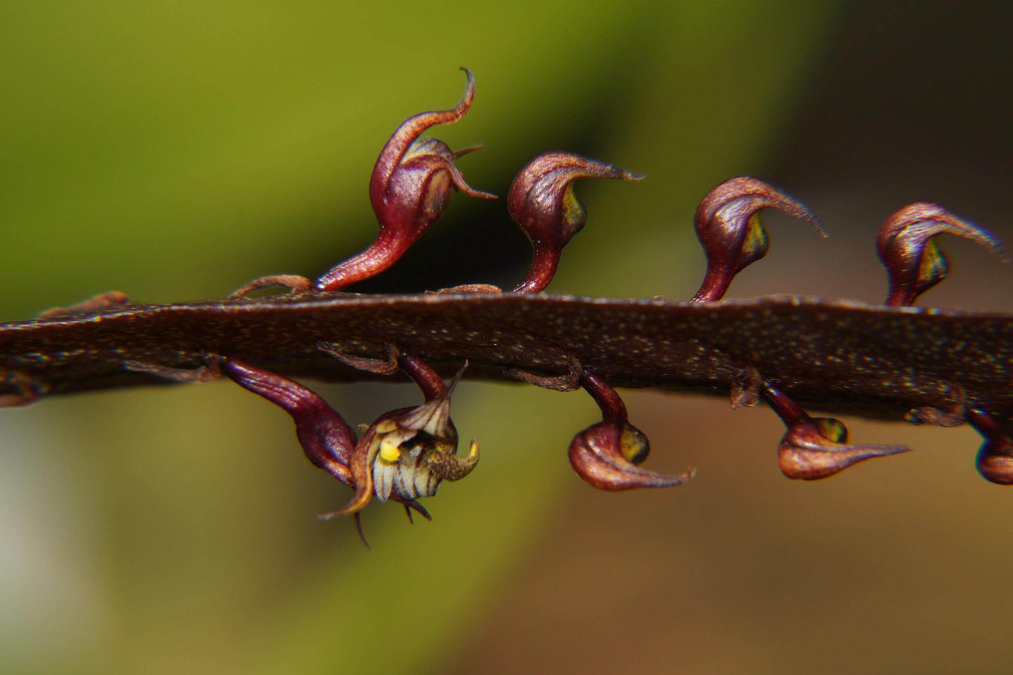 Bulbophyllum maximum is a small “hot-to-warm” growing bifoliate epiphyte (sometimes lithophyte) from tropical Africa, found in open woodlands and riverine forests at 600-2100 m above sea level.