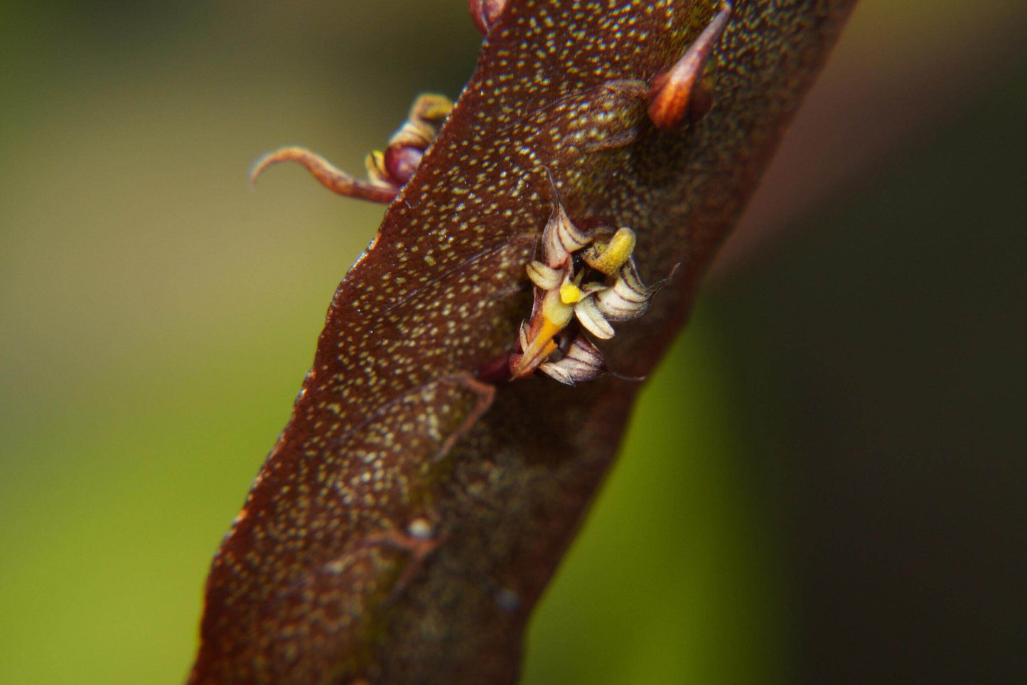 Bulbophyllum maximum is a small “hot-to-warm” growing bifoliate epiphyte (sometimes lithophyte) from tropical Africa, found in open woodlands and riverine forests at 600-2100 m above sea level.