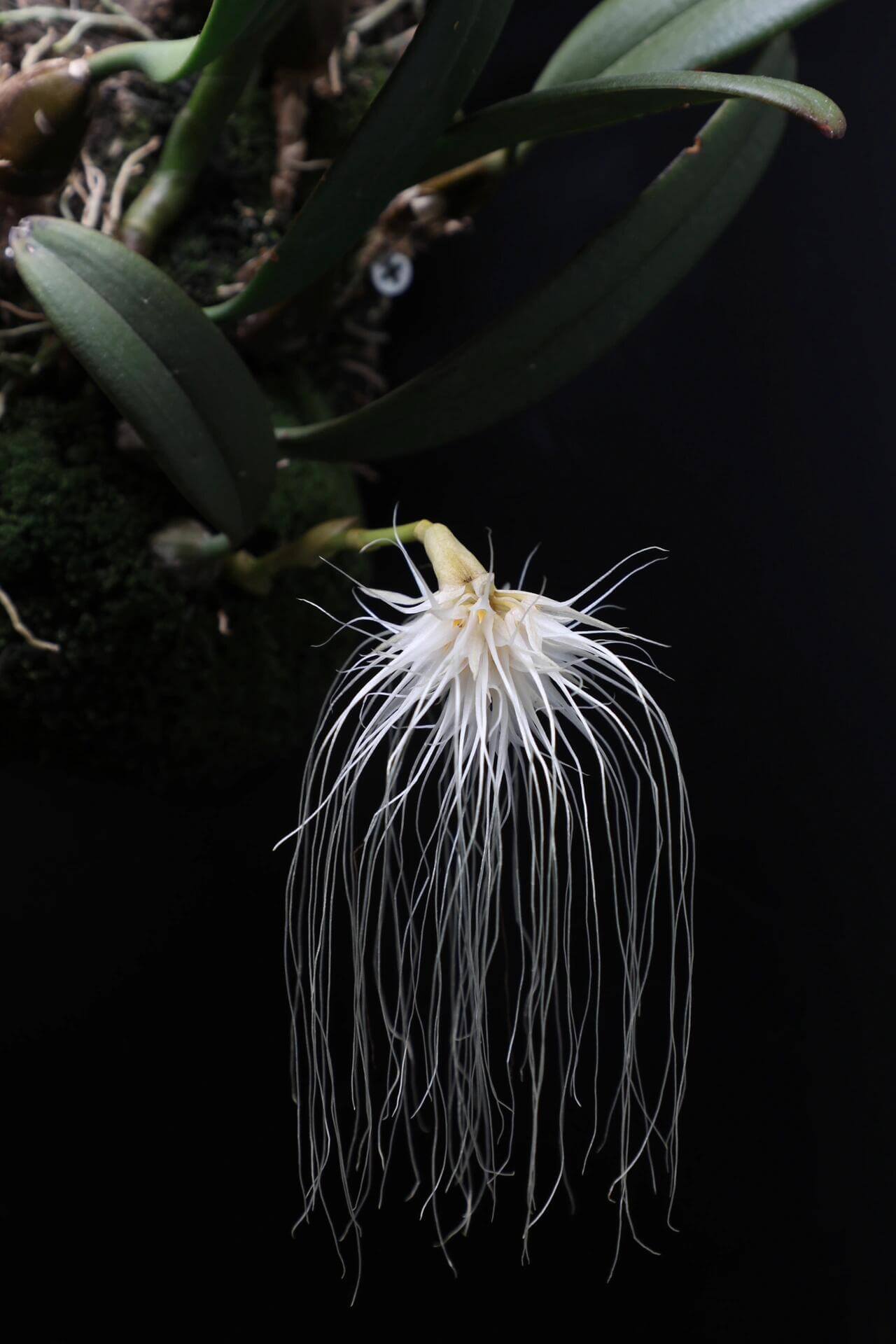 Bulbophyllum medusae is a captivating species native to Southeast Asia, including Thailand, Malaysia, Borneo, the Lesser Sunda Islands, and Sumatra. This epiphytic orchid thrives in lowland forests at elevations ranging from sea level to 400 meters, where it grows on tree trunks and large branches.