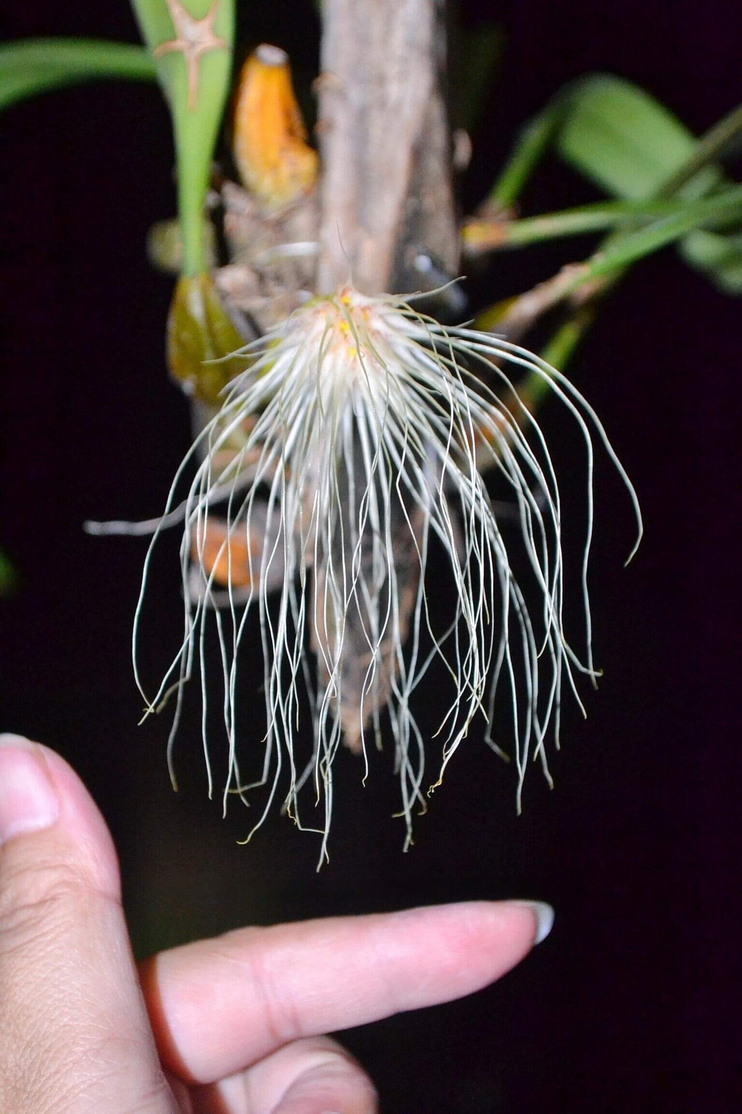 Bulbophyllum medusae is a captivating species native to Southeast Asia, including Thailand, Malaysia, Borneo, the Lesser Sunda Islands, and Sumatra. This epiphytic orchid thrives in lowland forests at elevations ranging from sea level to 400 meters, where it grows on tree trunks and large branches.