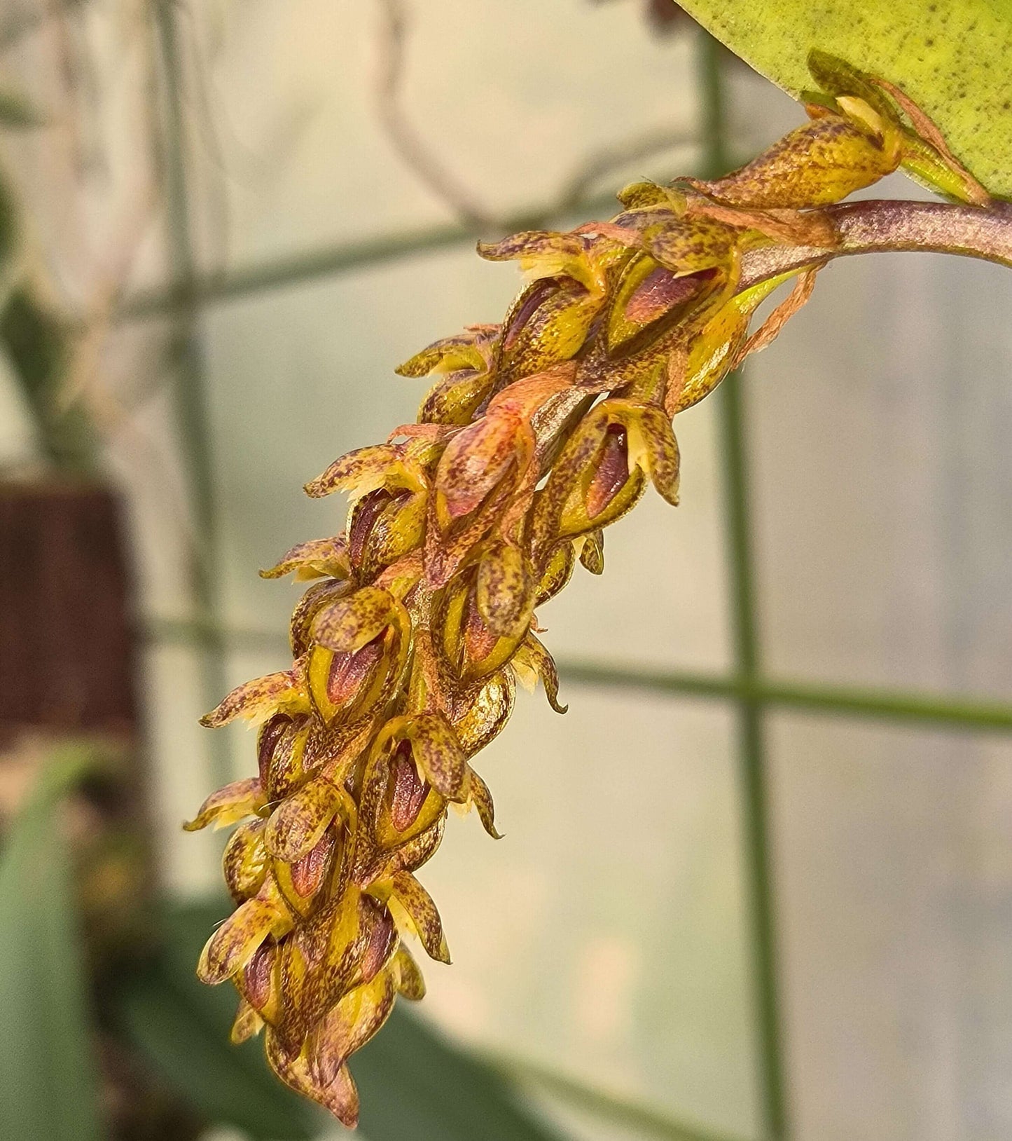 Bulbophyllum morphologorum is an epiphytic orchid species first described by Kraenzlin in 1908. It is native to Thailand and Vietnam, typically found at elevations between 900 and 1,400 meters in tropical and subtropical forests.