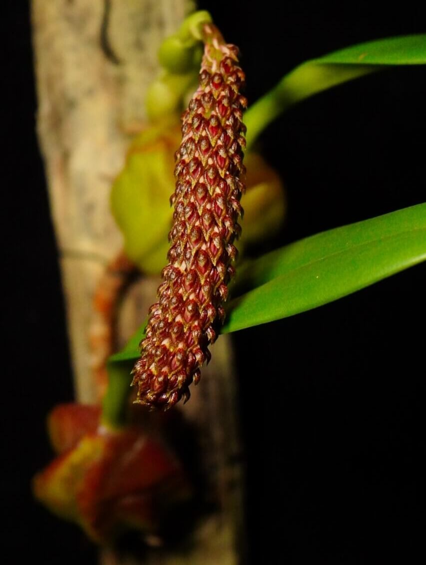 Bulbophyllum morphologorum is an epiphytic orchid species first described by Kraenzlin in 1908. It is native to Thailand and Vietnam, typically found at elevations between 900 and 1,400 meters in tropical and subtropical forests.