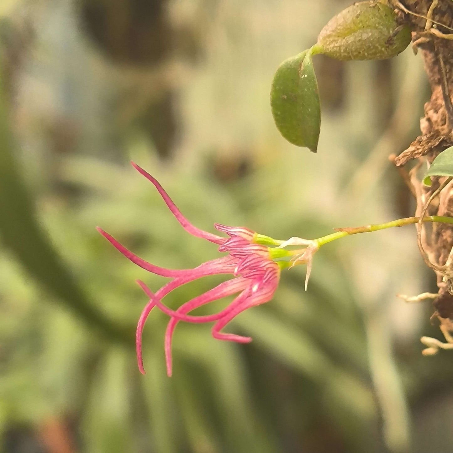 Bulbophyllum nipondhii is a small epiphytic orchid species native to northeastern Thailand and Yunnan Province, China. It thrives in montane forests at elevations around 1,300 meters above sea level.