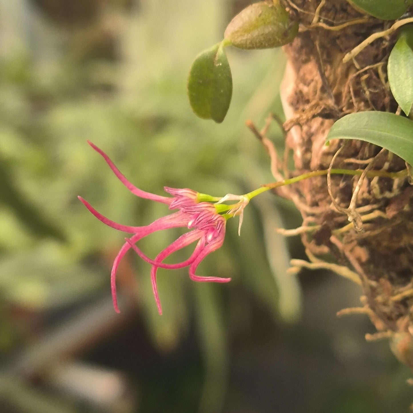 Bulbophyllum nipondhii is a small epiphytic orchid species native to northeastern Thailand and Yunnan Province, China. It thrives in montane forests at elevations around 1,300 meters above sea level.