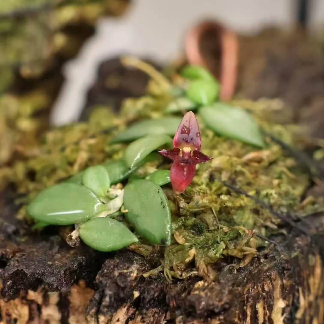 Bulbophyllum obyrnei is a rare miniature orchid from New Guinea’s lower montane forests, featuring slender nodulose rhizomes, small ovate leathery leaves, and striking deep-purple 6 mm flowers with a glandular-hairy lip. Typically blooming in the fall, it thrives as an intermediate-growing epiphyte.