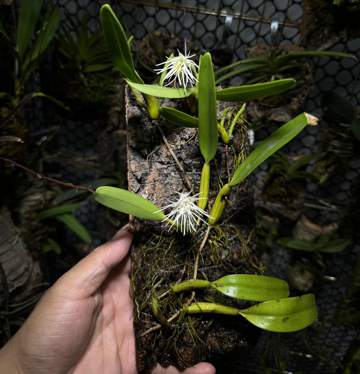 Bulbophyllum odoratissimum is a miniature orchid species renowned for its delightful fragrance, a rare feature within the Bulbophyllum genus. Native to Southeast Asia, it can be found in regions such as India, Nepal, Bhutan, Myanmar, Laos, Vietnam, Thailand, and southern China.