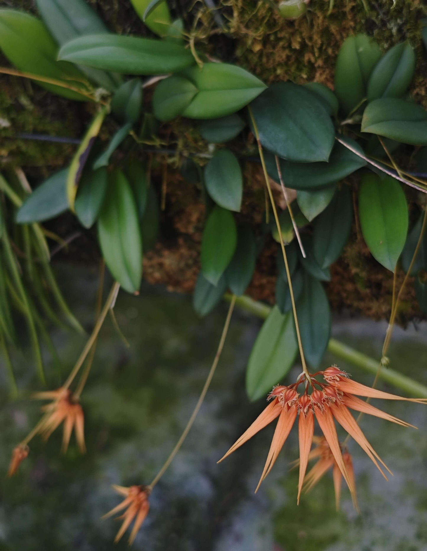 Bulbophyllum pecten-veneris (Gagnep.) Seidenf. is a small epiphytic orchid native to parts of China (e.g. Anhui, Fujian, Guangdong, Guangxi, Guizhou, Hubei, Hunan, Jiangsu, Yunnan, Zhejiang, Hong Kong), as well as Laos, Taiwan, Thailand, and Vietnam. It grows in evergreen lowland forest, often on trees, up to about 1,200–1,500 meters elevation.