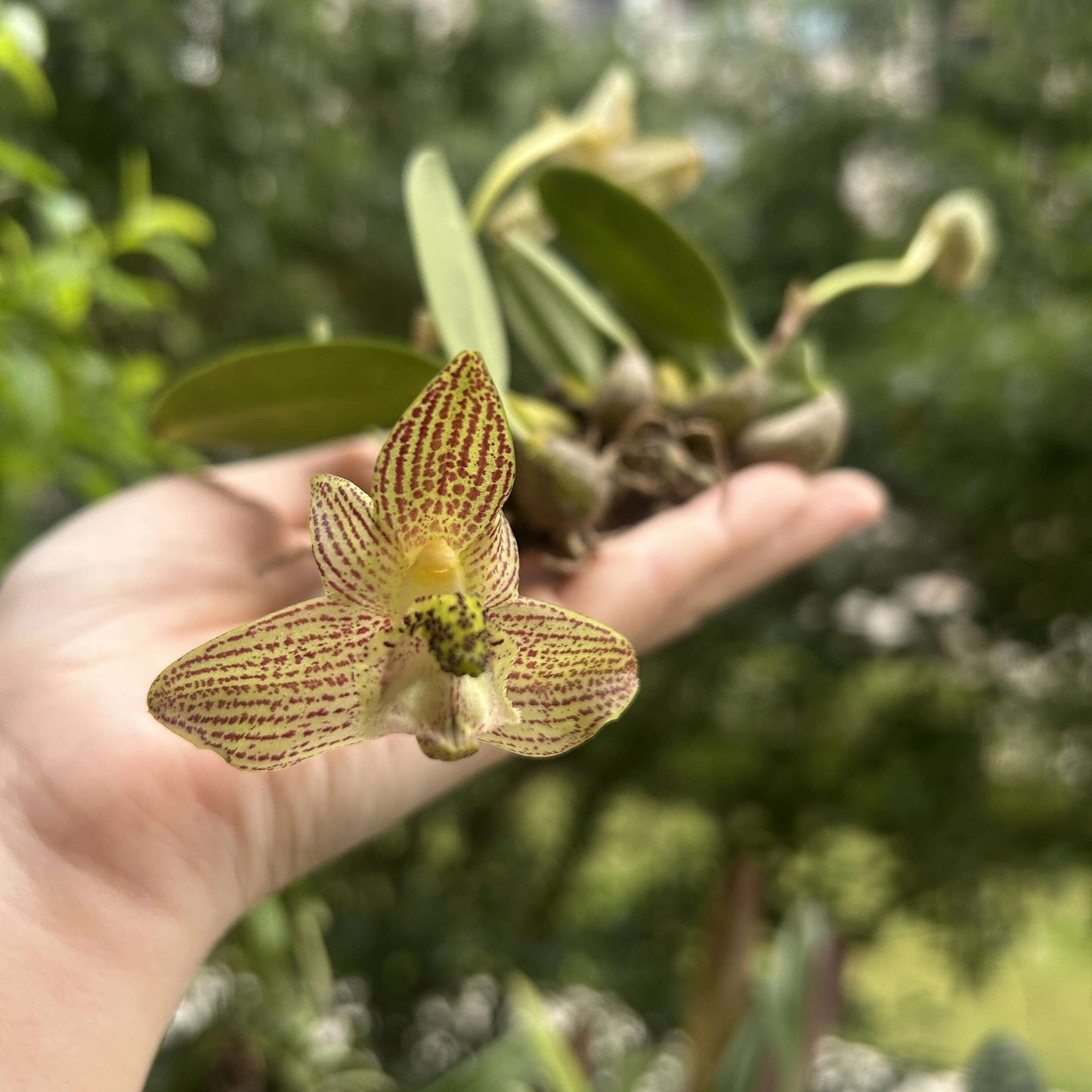 Bulbophyllum pectinatum is a captivating miniature orchid species native to the subtropical montane forests of Southeast Asia. Belonging to the Leopardinae section of the Bulbophyllum genus, it is renowned for its unique floral morphology and adaptability to various growing conditions.