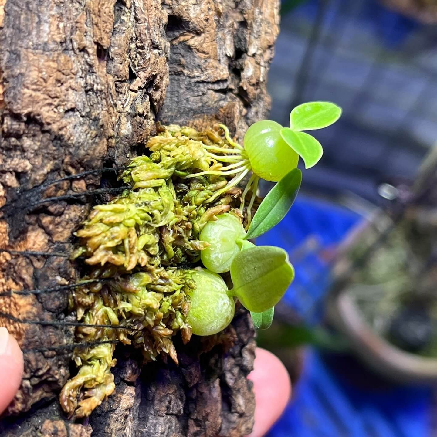Bulbophyllum physometrum is found in northern Thailand, particularly in the Mae Hong Son Province, at elevations ranging from 1,000 to 1,500 meters above sea level. It thrives in cool, shaded environments with high humidity. This orchid is very small, making it perfect for terrariums where space and humidity can be carefully controlled.