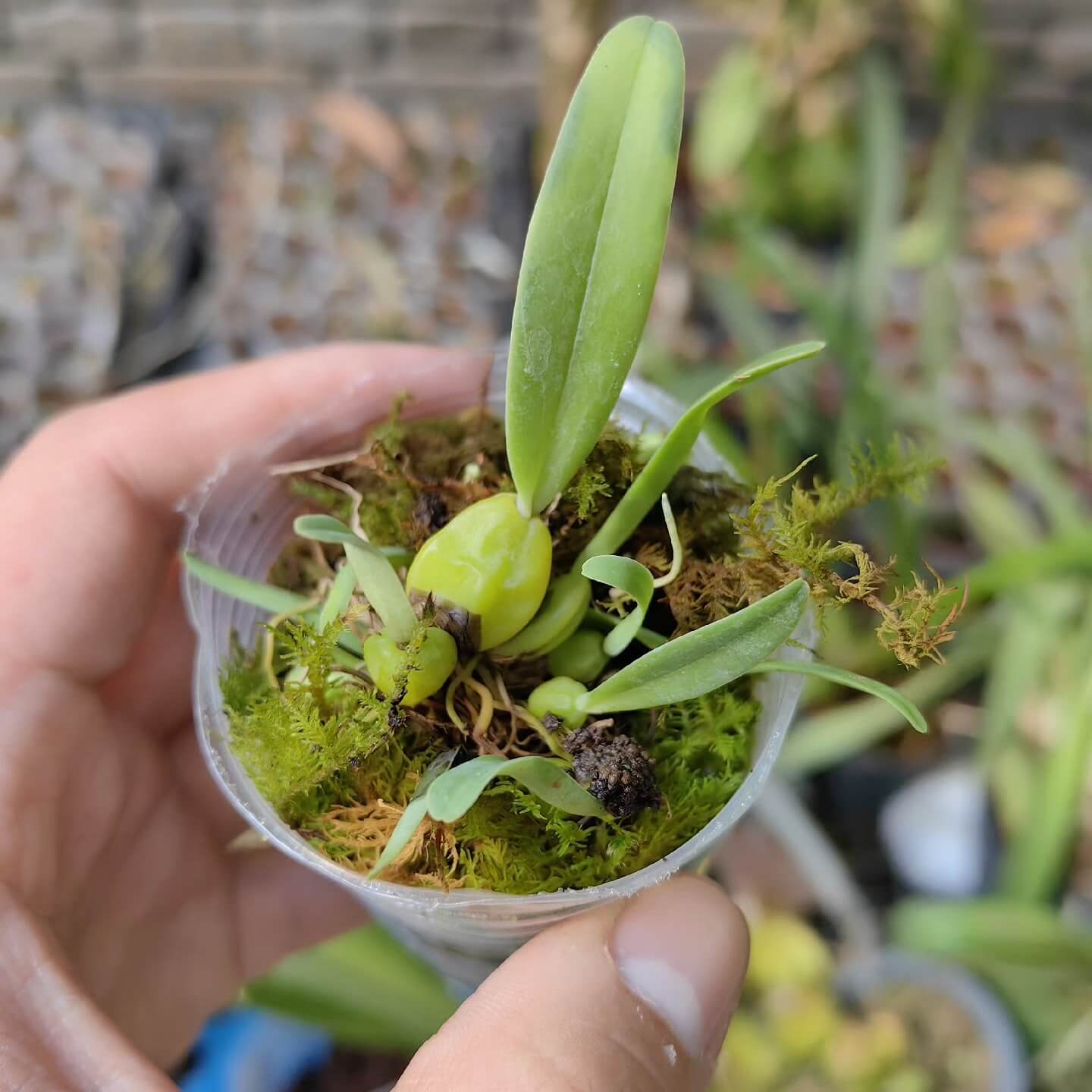 Bulbophyllum picturatum (formerly Cirrhopetalum picturatum) is a captivating orchid species native to the montane forests of northeastern India, Myanmar, Thailand, and Vietnam, typically found at elevations between 900–1,550 meters.