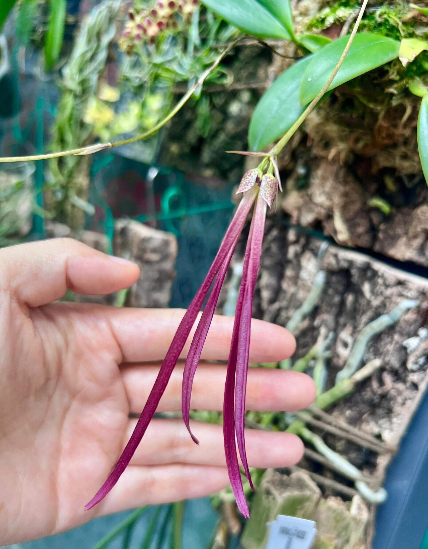Bulbophyllum plumatum is a miniature epiphytic orchid native to Southeast Asia, particularly found in the Philippines (notably Luzon and Mindanao) and parts of Malaysia. This orchid is very small, making it perfect for terrariums where space and humidity can be carefully controlled.