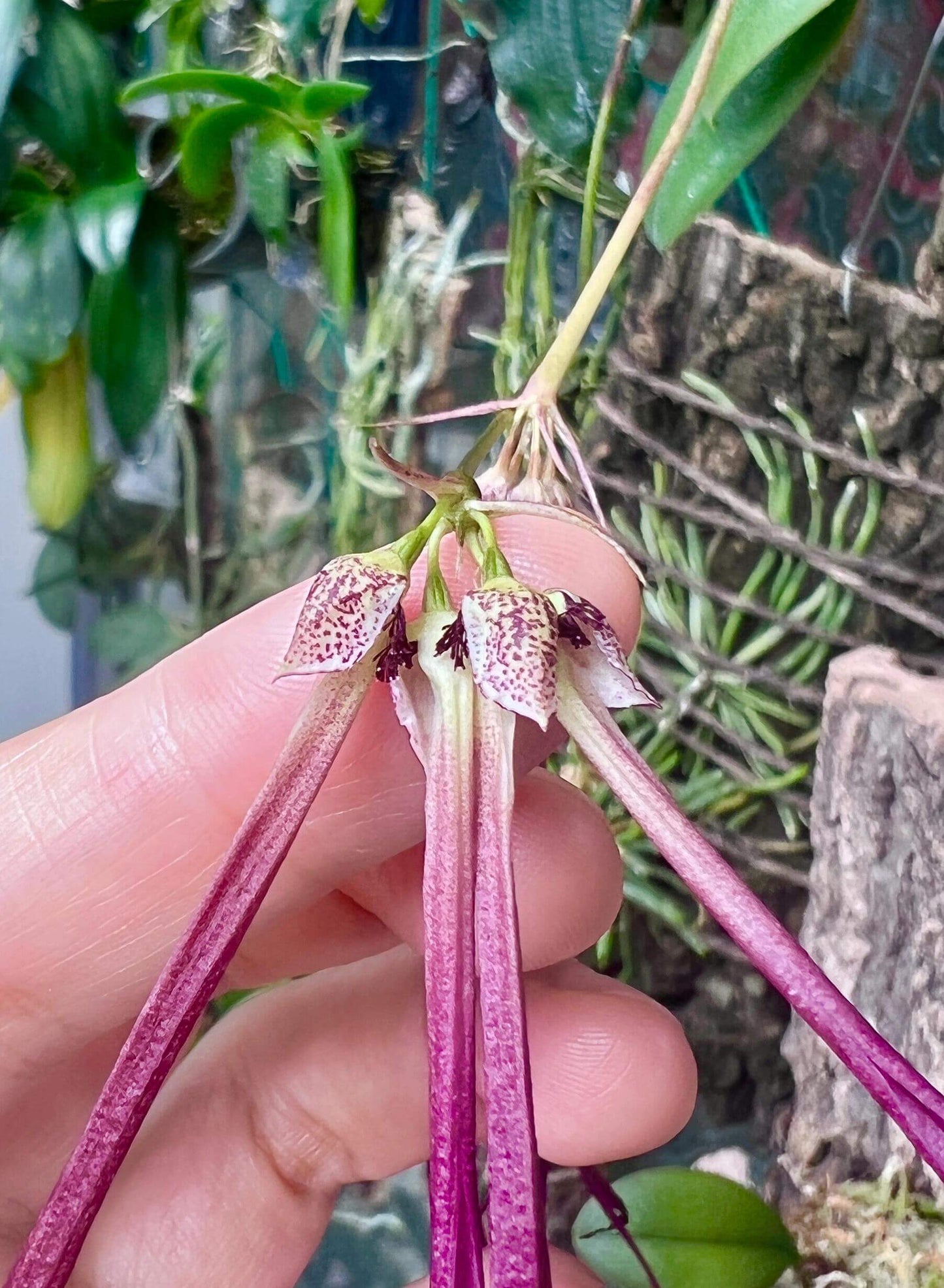 Bulbophyllum plumatum is a miniature epiphytic orchid native to Southeast Asia, particularly found in the Philippines (notably Luzon and Mindanao) and parts of Malaysia. This orchid is very small, making it perfect for terrariums where space and humidity can be carefully controlled.