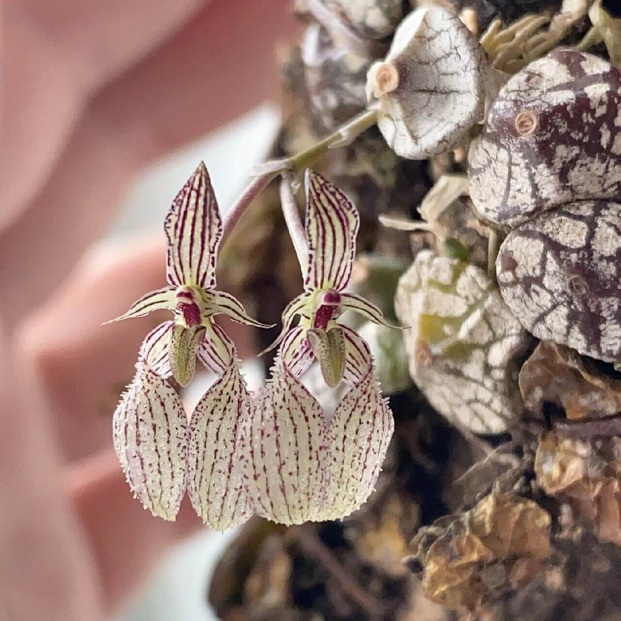 Bulbophyllum polliculosum is a rare and captivating miniature orchid species native to Southeast Asia, particularly found in regions like Myanmar, Thailand, Vietnam, and Laos. Known for its unique growth habit and delicate flowers, this orchid is a fascinating subject for orchid enthusiasts. Due to its specific environmental requirements, it thrives in warm, humid conditions, making it well-suited for terrariums, where humidity and temperature can be carefully controlled to replicate its natural habitat.