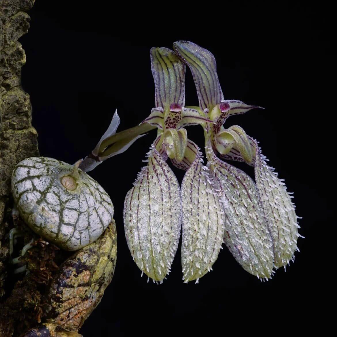 Bulbophyllum polliculosum is a rare and captivating miniature orchid species native to Southeast Asia, particularly found in regions like Myanmar, Thailand, Vietnam, and Laos. Known for its unique growth habit and delicate flowers, this orchid is a fascinating subject for orchid enthusiasts. Due to its specific environmental requirements, it thrives in warm, humid conditions, making it well-suited for terrariums, where humidity and temperature can be carefully controlled to replicate its natural habitat.