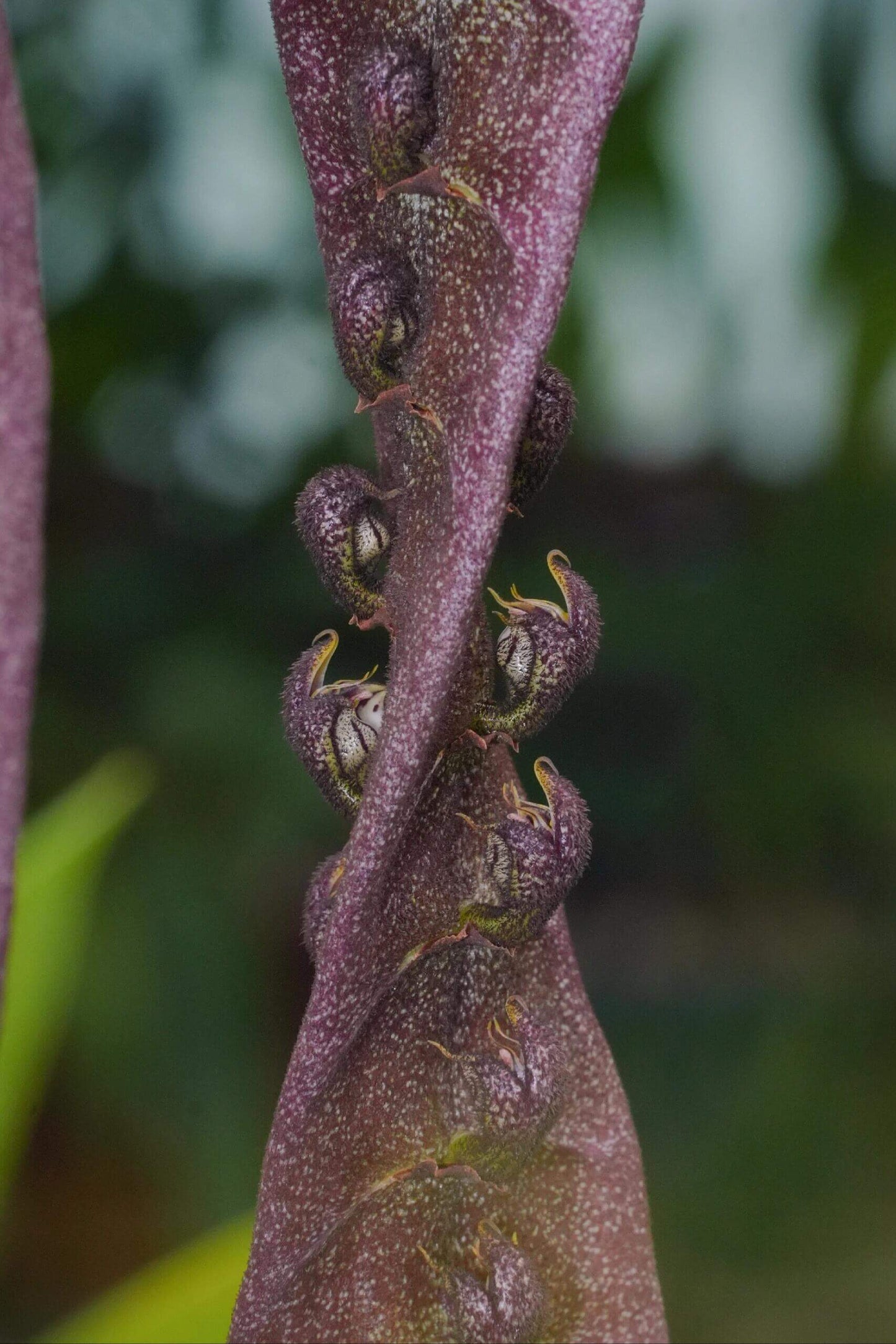 Bulbophyllum purpureorhachis is a distinctive orchid species native to the lowland forests of Central and West Africa, including regions such as the Congo, Cameroon, Gabon, Ivory Coast, and Zaire.