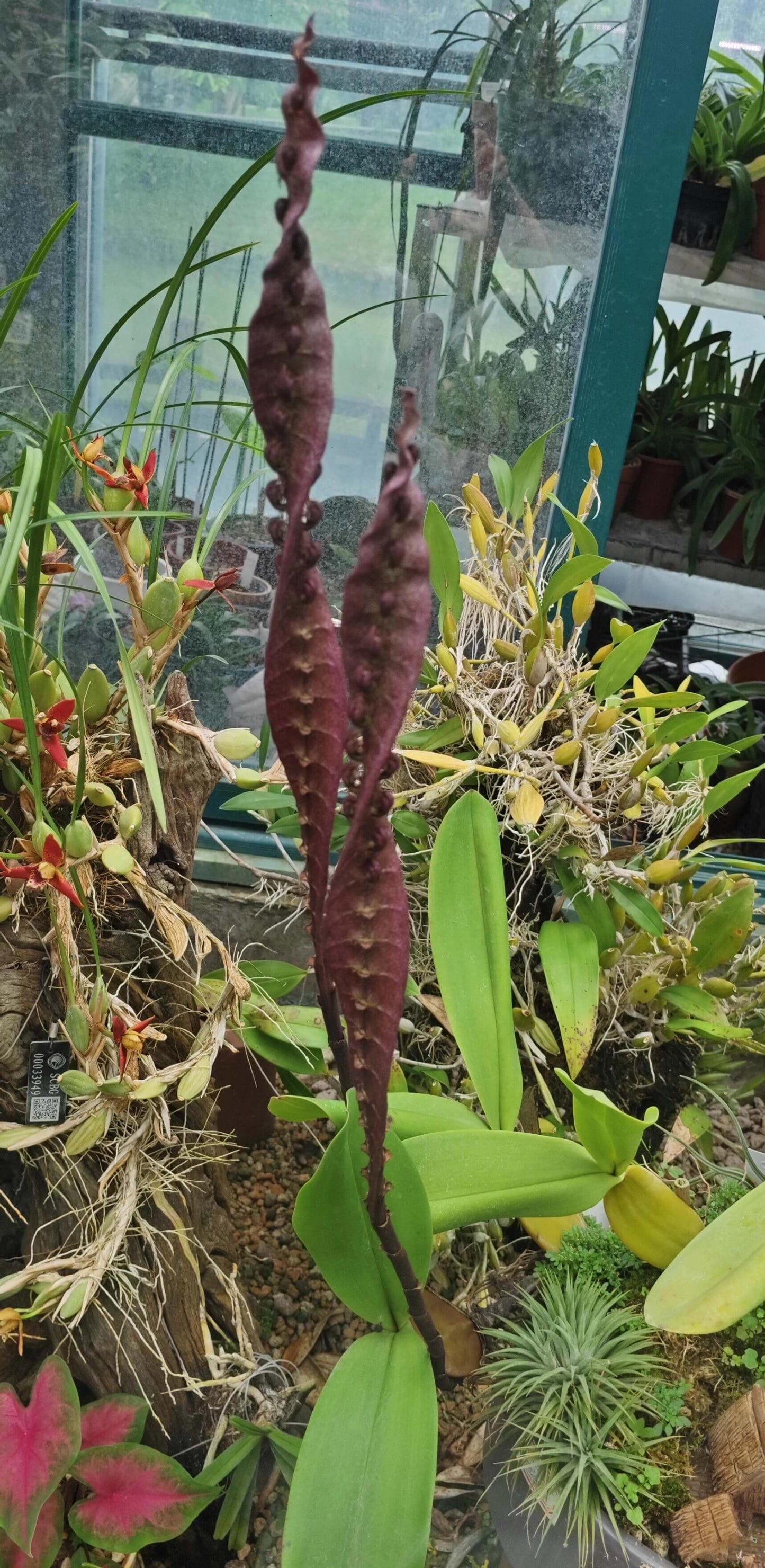 Bulbophyllum purpureorhachis is a distinctive orchid species native to the lowland forests of Central and West Africa, including regions such as the Congo, Cameroon, Gabon, Ivory Coast, and Zaire.