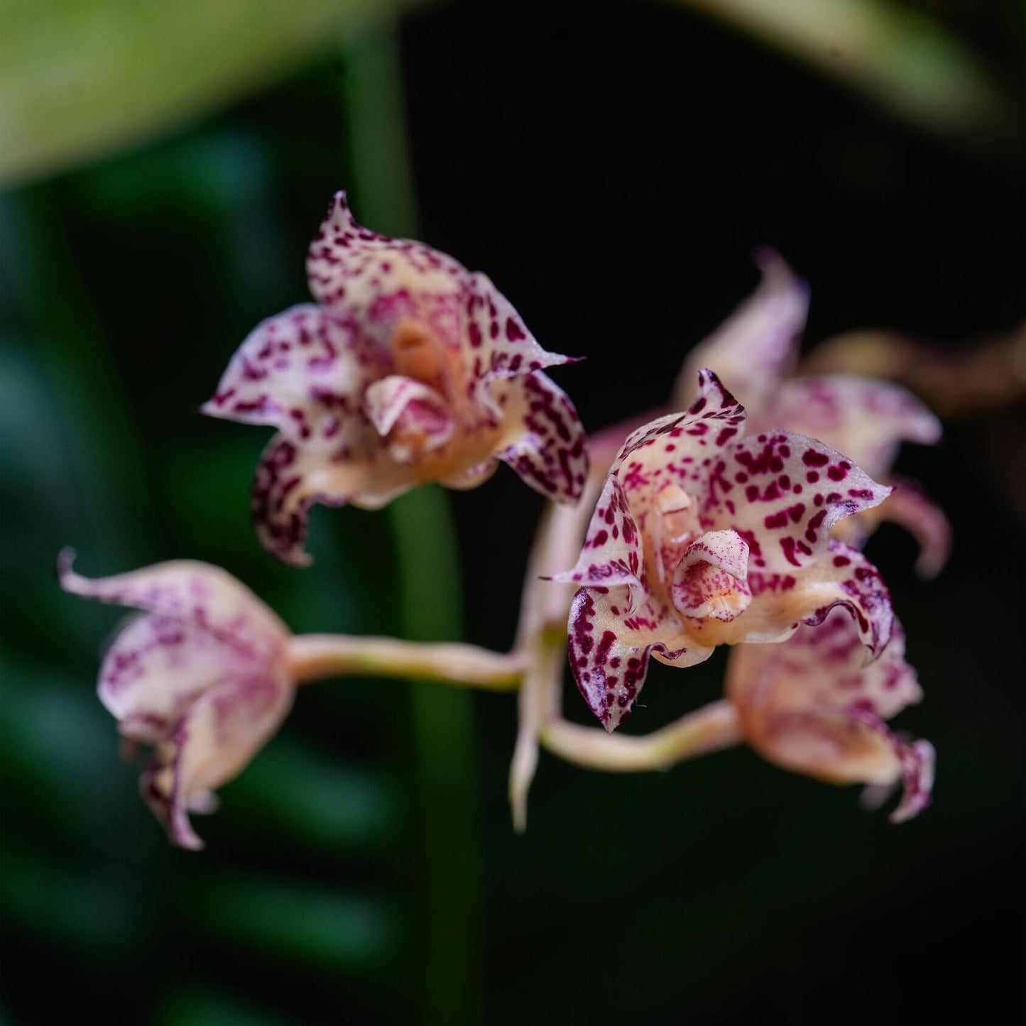 Bulbophyllum refractilingue J. J. Sm. is a small hot-to-warm-growing epiphytic orchid native to Borneo, found in lowland to high forests and limestone areas, often growing in moss, dry decaying leaf litter, on decaying logs, or sometimes terrestrial. It occurs at 100 to 400 meters elevation in its natural habitat.