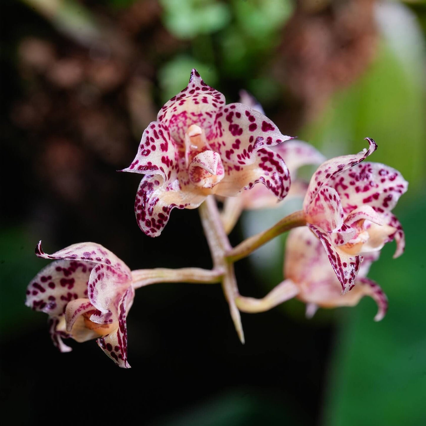 Bulbophyllum refractilingue J. J. Sm. is a small hot-to-warm-growing epiphytic orchid native to Borneo, found in lowland to high forests and limestone areas, often growing in moss, dry decaying leaf litter, on decaying logs, or sometimes terrestrial. It occurs at 100 to 400 meters elevation in its natural habitat.