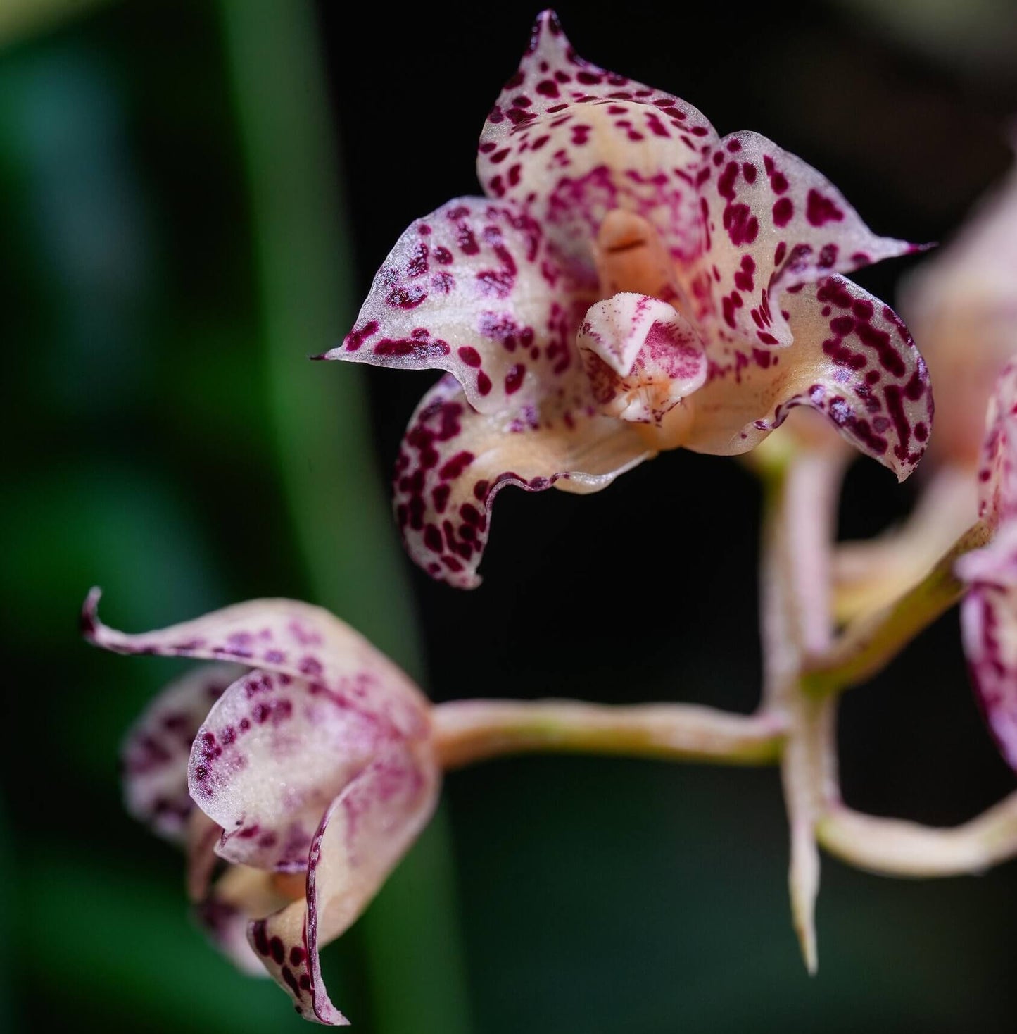 Bulbophyllum refractilingue J. J. Sm. is a small hot-to-warm-growing epiphytic orchid native to Borneo, found in lowland to high forests and limestone areas, often growing in moss, dry decaying leaf litter, on decaying logs, or sometimes terrestrial. It occurs at 100 to 400 meters elevation in its natural habitat.