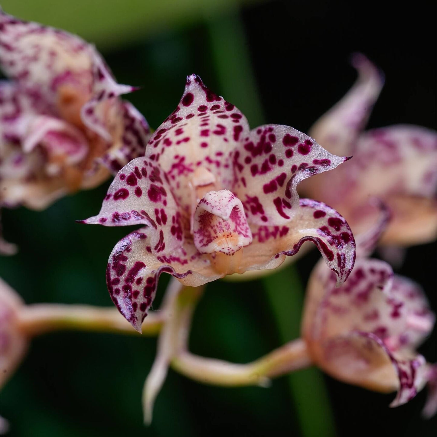 Bulbophyllum refractilingue J. J. Sm. is a small hot-to-warm-growing epiphytic orchid native to Borneo, found in lowland to high forests and limestone areas, often growing in moss, dry decaying leaf litter, on decaying logs, or sometimes terrestrial. It occurs at 100 to 400 meters elevation in its natural habitat.