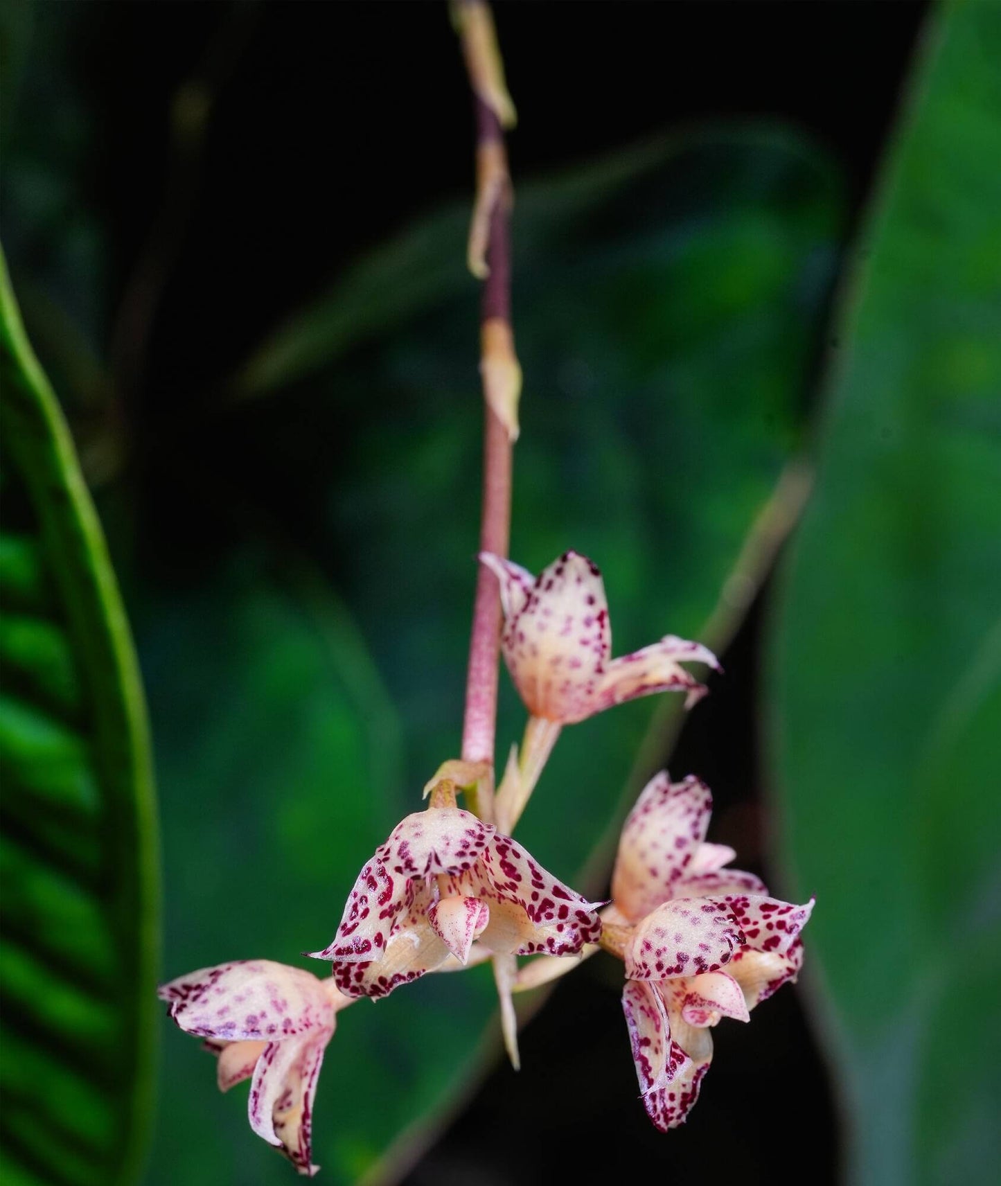 Bulbophyllum refractilingue J. J. Sm. is a small hot-to-warm-growing epiphytic orchid native to Borneo, found in lowland to high forests and limestone areas, often growing in moss, dry decaying leaf litter, on decaying logs, or sometimes terrestrial. It occurs at 100 to 400 meters elevation in its natural habitat.