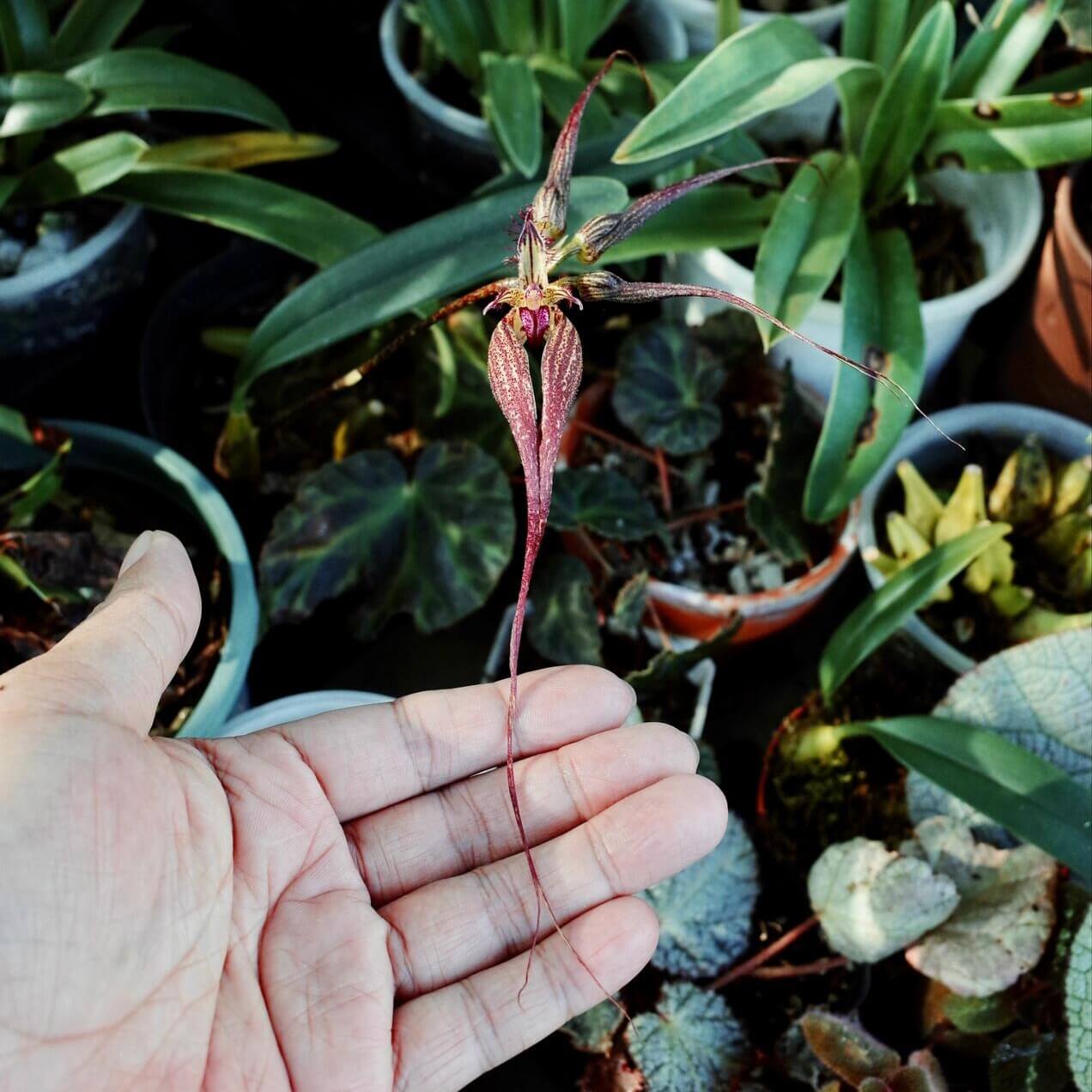 Bulbophyllum rothschildianum is native to southern Yunnan (China), northeastern India, Assam, and Myanmar. This diminutive epiphyte grows on trees in lowland forests at elevations of up to approximately 300 meters. Its flowers form striking umbels with elongated lateral petals, typically in shades of red or burgundy, often resembling a skirt or fan. A partial fusion of the petals creates a dramatic, umbrella-like structure that is highly distinctive.