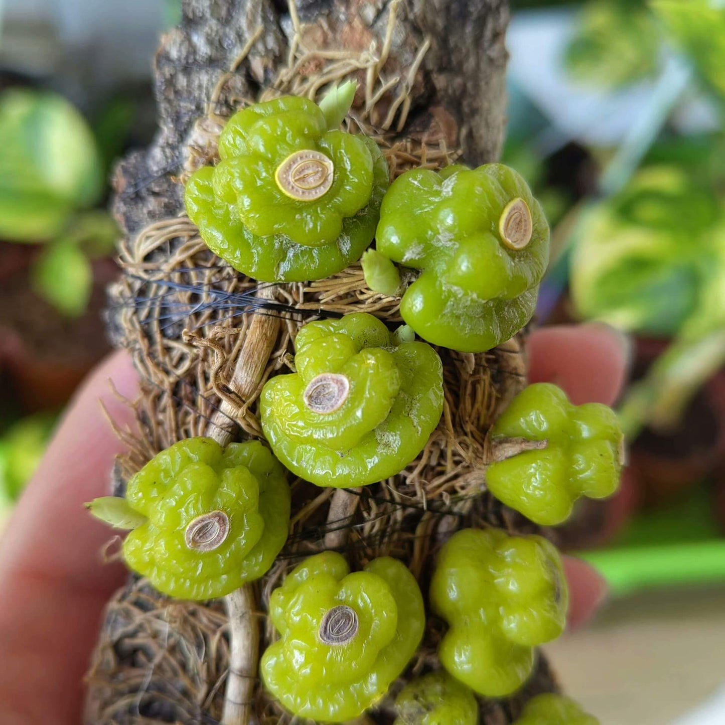 Bulbophyllum shanicum is a captivating miniature orchid species native to the subtropical montane forests of Southeast Asia. Belonging to the Bulbophyllum genus, it is renowned for its unique floral morphology and adaptability to various growing conditions.