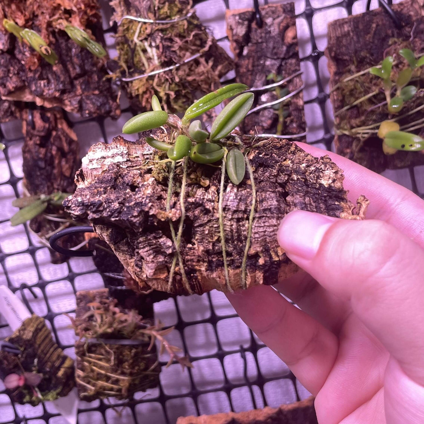 Bulbophyllum shepherdii, endemic to eastern Australia, is found in rainforests and wet forests from southeastern Queensland to southern New South Wales, between Nambour and Bega.