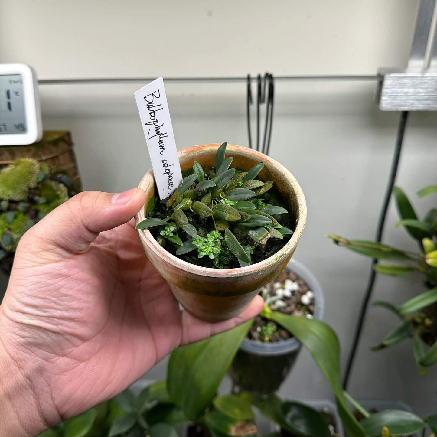 Bulbophyllum sutepense is a captivating miniature orchid species native to subtropical regions of Southeast Asia, including Yunnan (China), Vietnam, Thailand, Laos, and Myanmar. This epiphytic orchid thrives at elevations between 600 and 1,600 meters, typically growing on tree trunks in sparse woodlands.