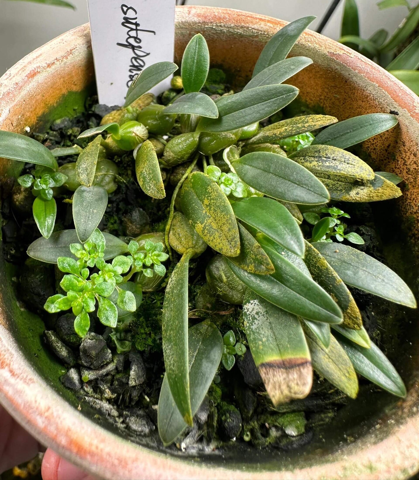Bulbophyllum sutepense is a captivating miniature orchid species native to subtropical regions of Southeast Asia, including Yunnan (China), Vietnam, Thailand, Laos, and Myanmar. This epiphytic orchid thrives at elevations between 600 and 1,600 meters, typically growing on tree trunks in sparse woodlands.
